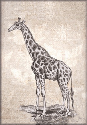 GIRAFE AU FUSAIN